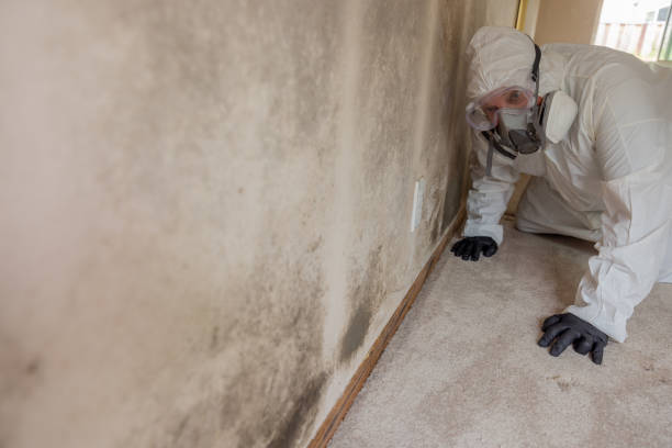 Best Commercial Mold Inspection in USA